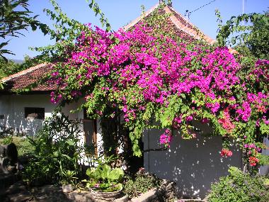 H�tel �/en/au Lovina (Bali)ou appartement ou maison de vacances