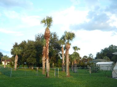 Maison de vacances /en/au Fort Myers-Lehigh  (Florida)ou appartement ou maison de vacances