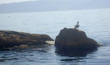 Appartement de vacances /en/au Pisak (Splitsko-Dalmatinska)ou appartement ou maison de vacances