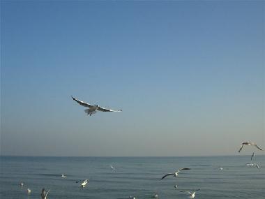 Appartement de vacances �/en/au Baabe (Ostsee-Inseln)ou appartement ou maison de vacances