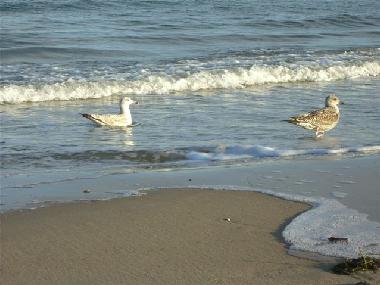 Appartement de vacances �/en/au Baabe (Ostsee-Inseln)ou appartement ou maison de vacances