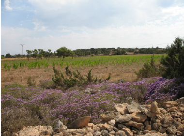 Maison de vacances �/en/au Romakloster  (Gotland)ou appartement ou maison de vacances