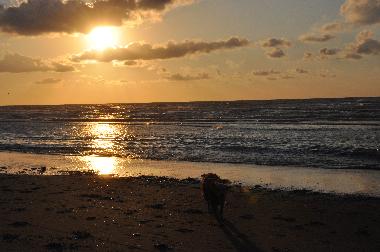 Maison de vacances /en/au Oostduinkerke (Flandre)ou appartement ou maison de vacances