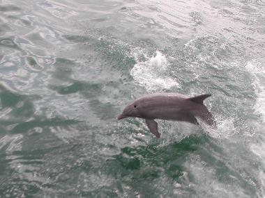 Maison de vacances /en/au Marco Island (Florida)ou appartement ou maison de vacances