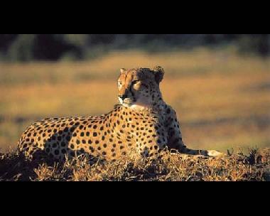Chambre avec petit d�jeuner �/en/au Southern Kruger Park (Mpumalanga)ou appartement ou maison de vacances