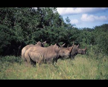 Chambre avec petit d�jeuner �/en/au Southern Kruger Park (Mpumalanga)ou appartement ou maison de vacances