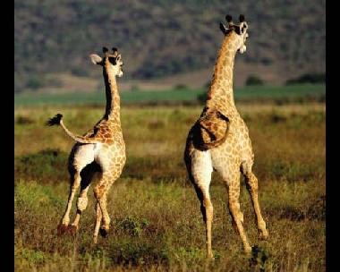 Chambre avec petit d�jeuner �/en/au Grahamstown (Eastern Cape)ou appartement ou maison de vacances