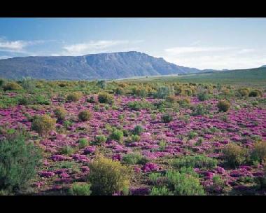 Chambre avec petit d�jeuner �/en/au Montagu (Western Cape)ou appartement ou maison de vacances