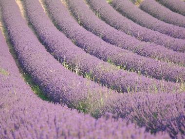 Maison de vacances �/en/au ARTIGNOSC SUR VERDON (Var)ou appartement ou maison de vacances