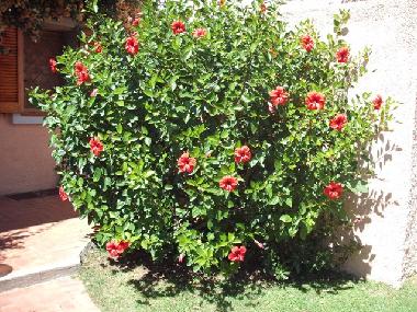 Appartement de vacances /en/au Baja Sardinia (Olbia-Tempio)ou appartement ou maison de vacances