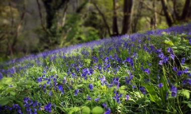Appartement de vacances �/en/au Woolacombe (South West)ou appartement ou maison de vacances