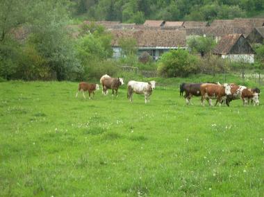 Maison de vacances �/en/au Roandola (Sibiu)ou appartement ou maison de vacances