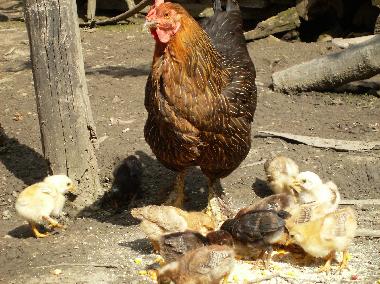 Maison de vacances �/en/au Roandola (Sibiu)ou appartement ou maison de vacances