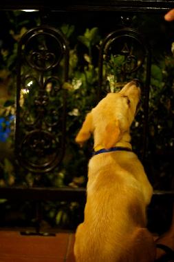 Maison de vacances /en/au Rethimno (Rethymni)ou appartement ou maison de vacances