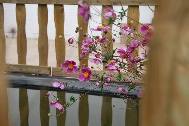 Maison de vacances /en/au Falisolle (Wallonia)ou appartement ou maison de vacances