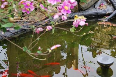 Maison de vacances /en/au Falisolle (Wallonia)ou appartement ou maison de vacances