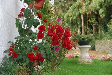 Maison de vacances /en/au Falisolle (Wallonia)ou appartement ou maison de vacances