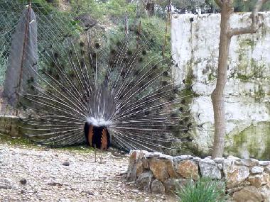 Maison de vacances �/en/au Rhodes  (Dodekanisos)ou appartement ou maison de vacances