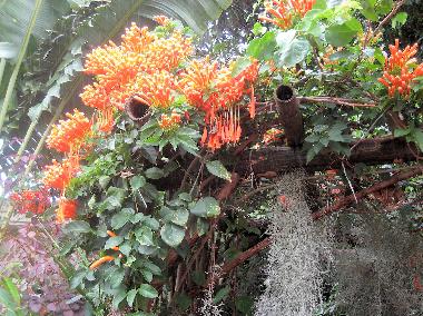 Maison de vacances /en/au ANSE JONCHEE (Grand Port)ou appartement ou maison de vacances