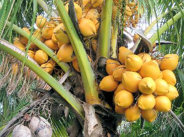 Maison de vacances /en/au ANSE JONCHEE (Grand Port)ou appartement ou maison de vacances