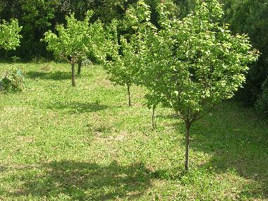 Maison de vacances �/en/au san felice circeo (Latina)ou appartement ou maison de vacances