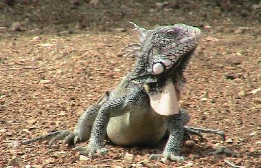 Appartement de vacances �/en/au Curacao (Curacao)ou appartement ou maison de vacances