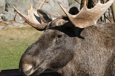 Maison de vacances �/en/au Sk�fshult/VIMMERBY (Smaland)ou appartement ou maison de vacances