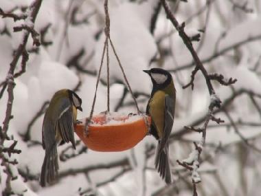 Villa /en/au Stryszow near Krakow (Malopolskie)ou appartement ou maison de vacances