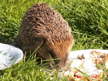 Villa /en/au Stryszow near Krakow (Malopolskie)ou appartement ou maison de vacances