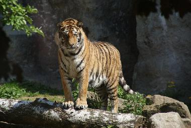 Appartement de vacances �/en/au Rudnik (Kralovehradecky Kraj)ou appartement ou maison de vacances