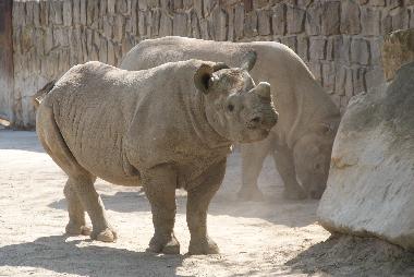 Appartement de vacances �/en/au Rudnik (Kralovehradecky Kraj)ou appartement ou maison de vacances