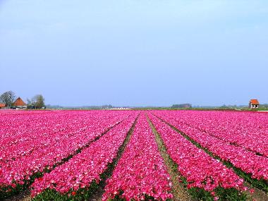 Maison de vacances /en/au Egmond aan Zee (Noord-Holland)ou appartement ou maison de vacances
