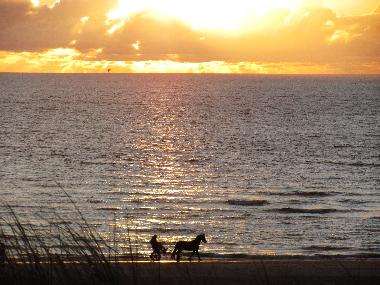 Appartement de vacances /en/au Egmond aan Zee (Noord-Holland)ou appartement ou maison de vacances