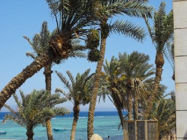 Appartement de vacances �/en/au dahab (Janub Sina