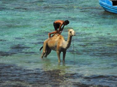 Appartement de vacances �/en/au dahab (Janub Sina