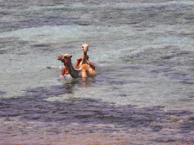 Appartement de vacances �/en/au dahab (Janub Sina