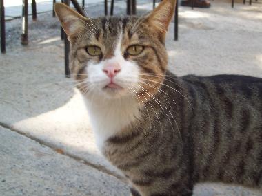 Appartement de vacances �/en/au Antalya Stadt (Antalya)ou appartement ou maison de vacances