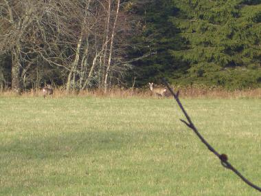 Maison de vacances �/en/au Elsabo (Smaland)ou appartement ou maison de vacances