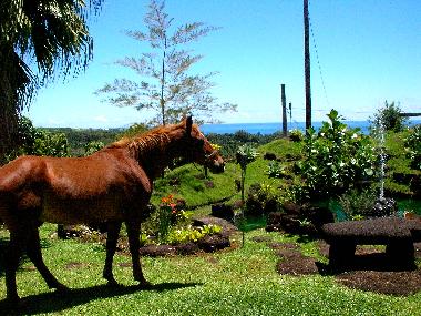 Chambre avec petit d�jeuner �/en/au Hilo (Hawaii)ou appartement ou maison de vacances