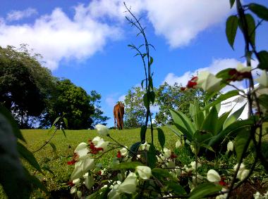 Chambre avec petit d�jeuner �/en/au Hilo (Hawaii)ou appartement ou maison de vacances