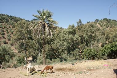 Appartement de vacances /en/au Montoro (Crdoba)ou appartement ou maison de vacances