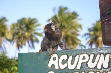 Maison de vacances �/en/au Mata de S�o Jo�o (Bahia)ou appartement ou maison de vacances