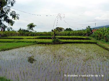 Maison de vacances �/en/au Dencarik (Bali)ou appartement ou maison de vacances