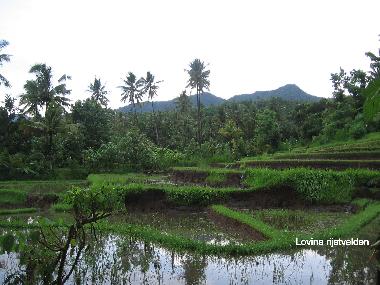 Maison de vacances �/en/au Dencarik (Bali)ou appartement ou maison de vacances