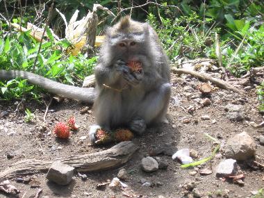 Maison de vacances �/en/au Dencarik (Bali)ou appartement ou maison de vacances