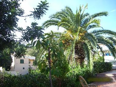 Maison de vacances �/en/au Palma de Mallorca (Mallorca)ou appartement ou maison de vacances