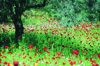 Maison de vacances �/en/au Assos-Tahtakuslar (Canakkale)ou appartement ou maison de vacances