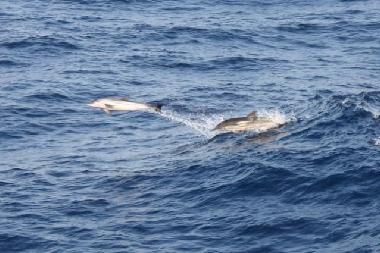 Appartement de vacances /en/au Psakoudia (Chalkidiki)ou appartement ou maison de vacances