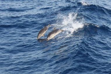 Appartement de vacances /en/au Psakoudia (Chalkidiki)ou appartement ou maison de vacances