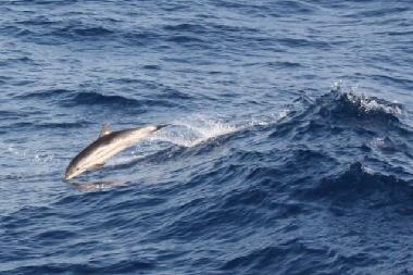 Maison de vacances /en/au Psakoudia (Chalkidiki)ou appartement ou maison de vacances